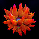 Rainbow Rose Bubble Tip Anemone