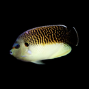 Tiger Angelfish (Apolemichthys kingii)