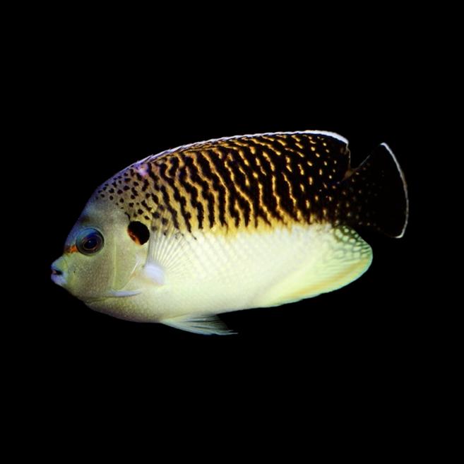 Tiger Angelfish (Apolemichthys kingii)