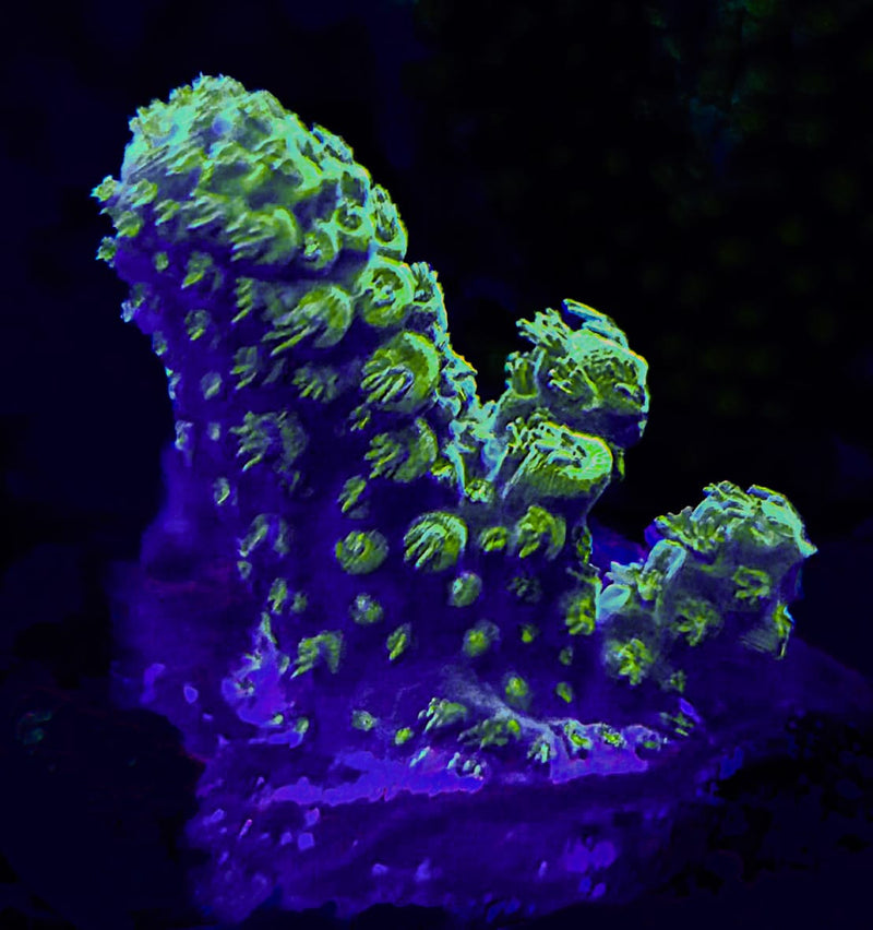 RF Rocks N' Critters Fiji Acropora