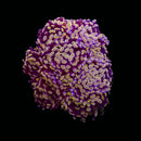 Rose Bud Branching Hammer (Euphyllia paraancora) - WYSIWYG