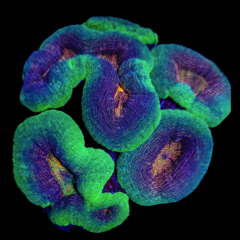Lobophyllia hemprichii
