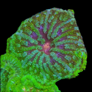 Maxi Mini Carpet Anemone