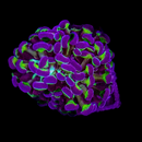 Hologram Hammer - Euphyllia paraancora