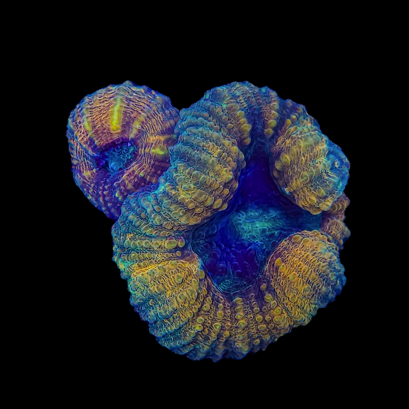 Lobophyllia hemprichii