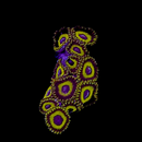 LA Lakers Zoanthids - AED 15 Per Polyp