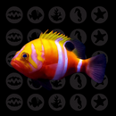 Neptune Grouper (Cephalopholis igarashiensis)