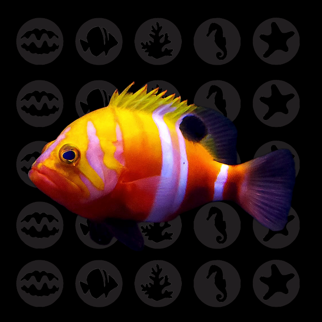 Neptune Grouper (Cephalopholis igarashiensis)