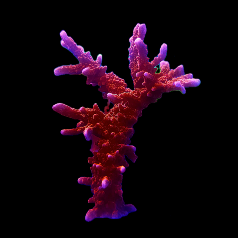 Spy Monti (Montipora hirsuta)