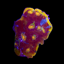 RF Rainbow Fuego Chalice