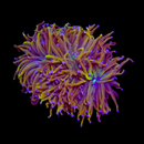 True 24K Gold Torch (Euphyllia glabrescens)