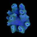 Fiji Toadstool Leather (Sarcophyton elegans)