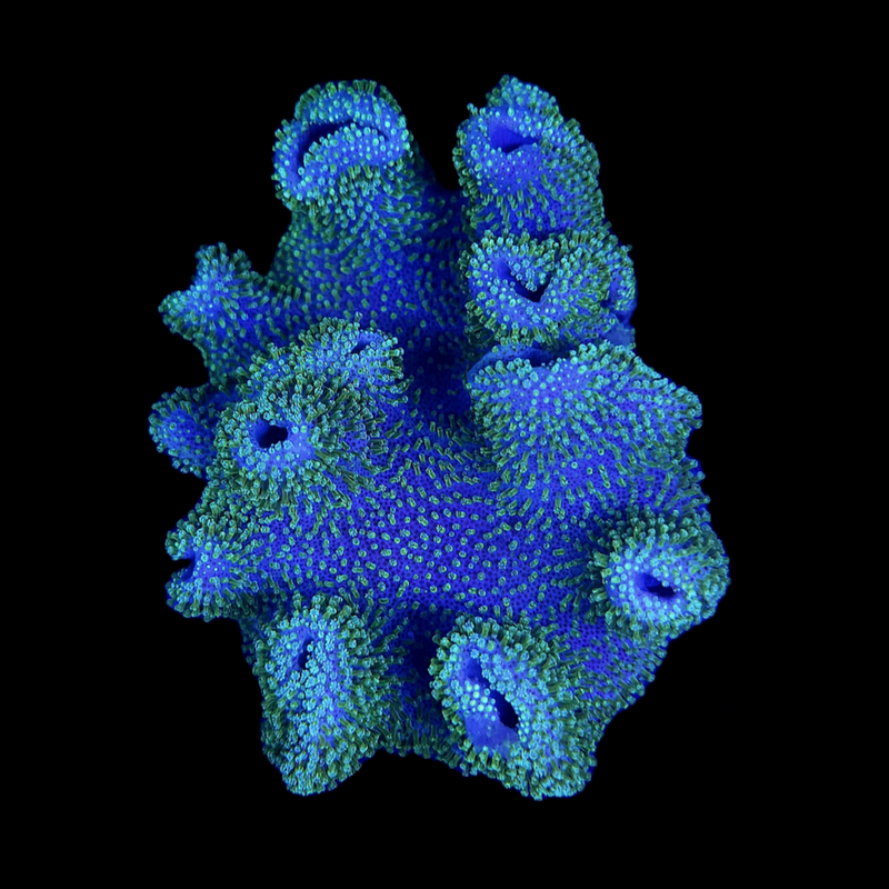 Fiji Toadstool Leather (Sarcophyton elegans)