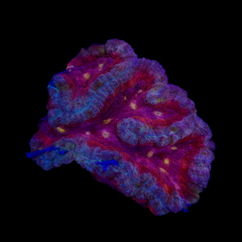 Ultra Lobophyllia (WYSIWYG)