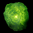 RF Nuclear Splatter Pizza Anemone