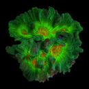 RF Space Invader Pectinia