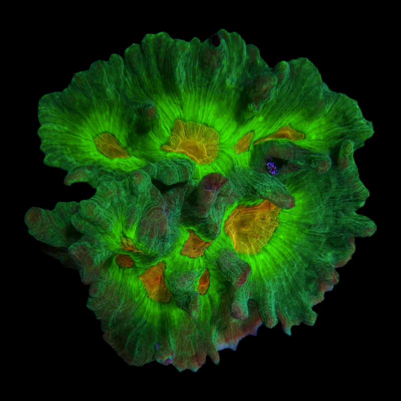 RF Space Invader Pectinia