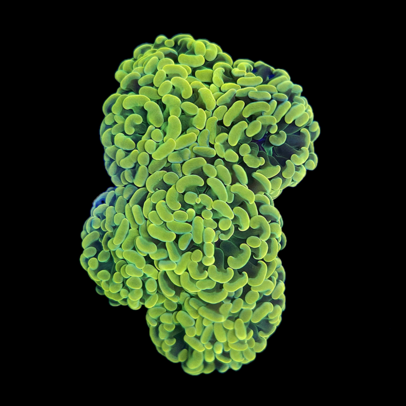 24K Gold Branching Hammer (Euphyllia paraancora)