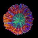 Scolymia vitiensis (WYSIWYG)