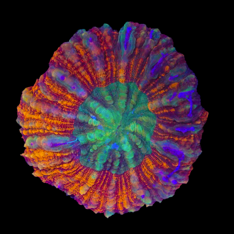 Scolymia vitiensis (WYSIWYG)