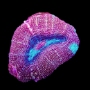 RF Treasure Chest Acan Bowerbanki