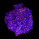 RF Firework Clove Polyps