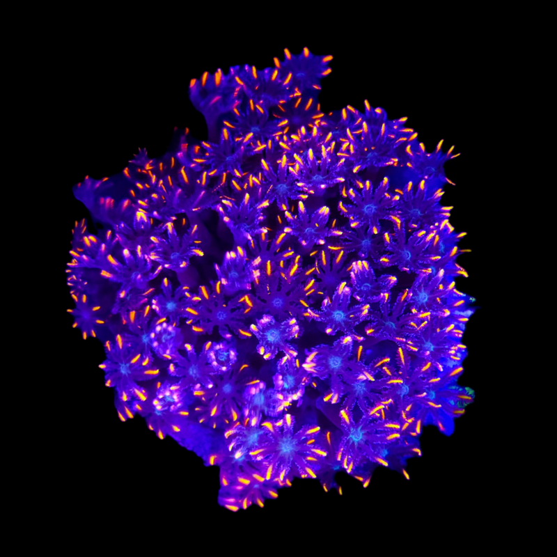 RF Firework Clove Polyps