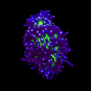 RF Aussie Joker Torch (Euphyllia glabrescens) - WYSIWYG