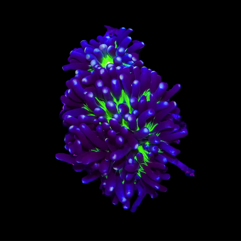 RF Aussie Joker Torch (Euphyllia glabrescens) - WYSIWYG