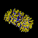Banana Torch (Euphyllia glabrescens) - WYSIWYG