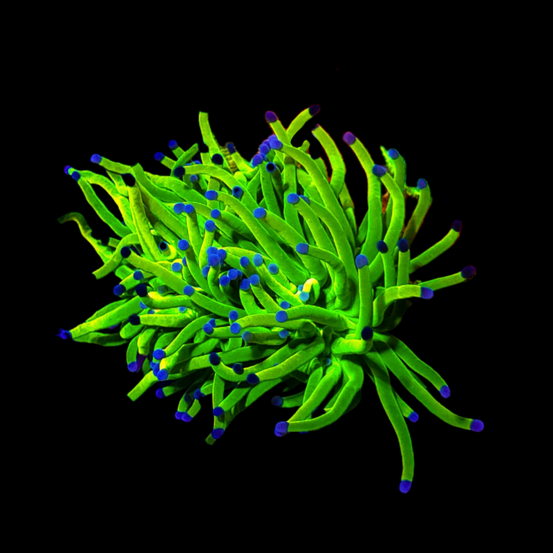 RF Ultra Holy Grail Torch (Euphyllia glabrescens) - WYSIWYG