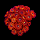 RF Magician Gigantus Zoas - AED 75 Per Polyp