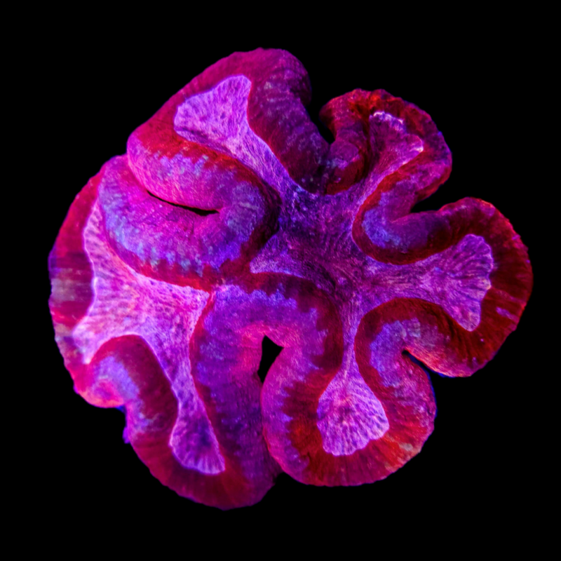 Pinkberry Lobophyllia