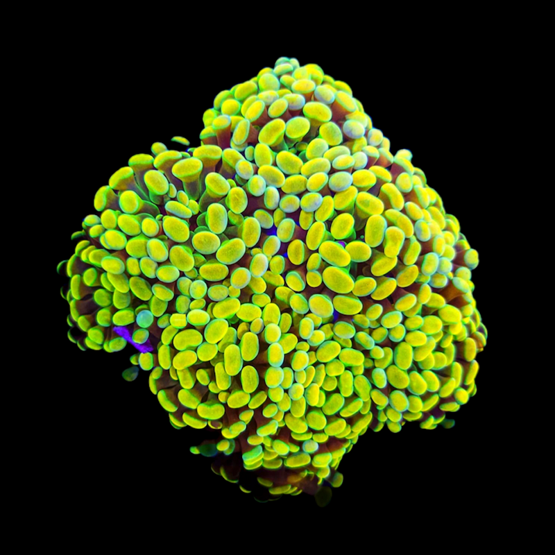 Gold Branching Hammer (Euphyllia paraancora)