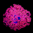 WWC Cosmos Goniopora