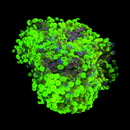 Blotched Branching Hammer (Euphyllia paraancora)