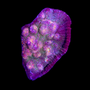 RF Psychedelic Chalice