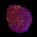 RF Golden Sunset Galaxea (Galaxea fascicularis)