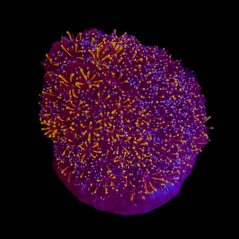 RF Golden Sunset Galaxea (Galaxea fascicularis)