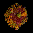 RF Godzilla Bounce Yuma