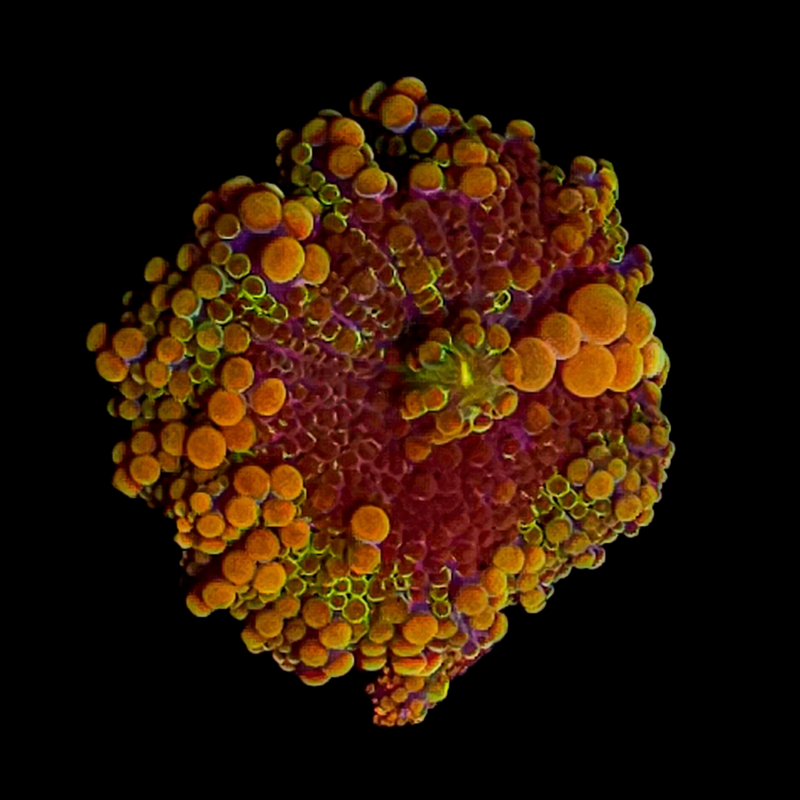 RF Godzilla Bounce Yuma