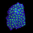 JF Contract Killer Favia