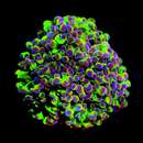 Hologram Branching Hammer (Euphyllia paraancora)