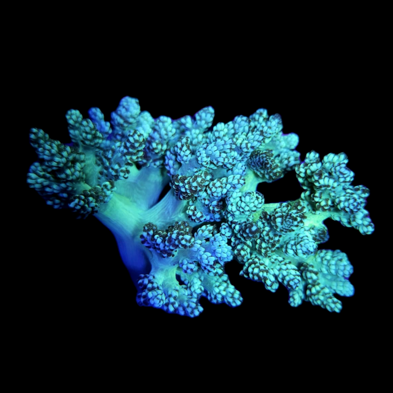 WWC Solomon Hairy Leather (Cladiella spp.)