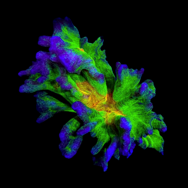 RF Space Invader Pectinia (Pectinia alcicornis)