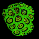 RF UFO Indo Acan Lord - AED 450 Per Head