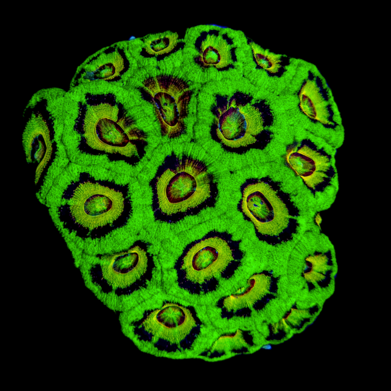 RF UFO Indo Acan Lord - AED 450 Per Head