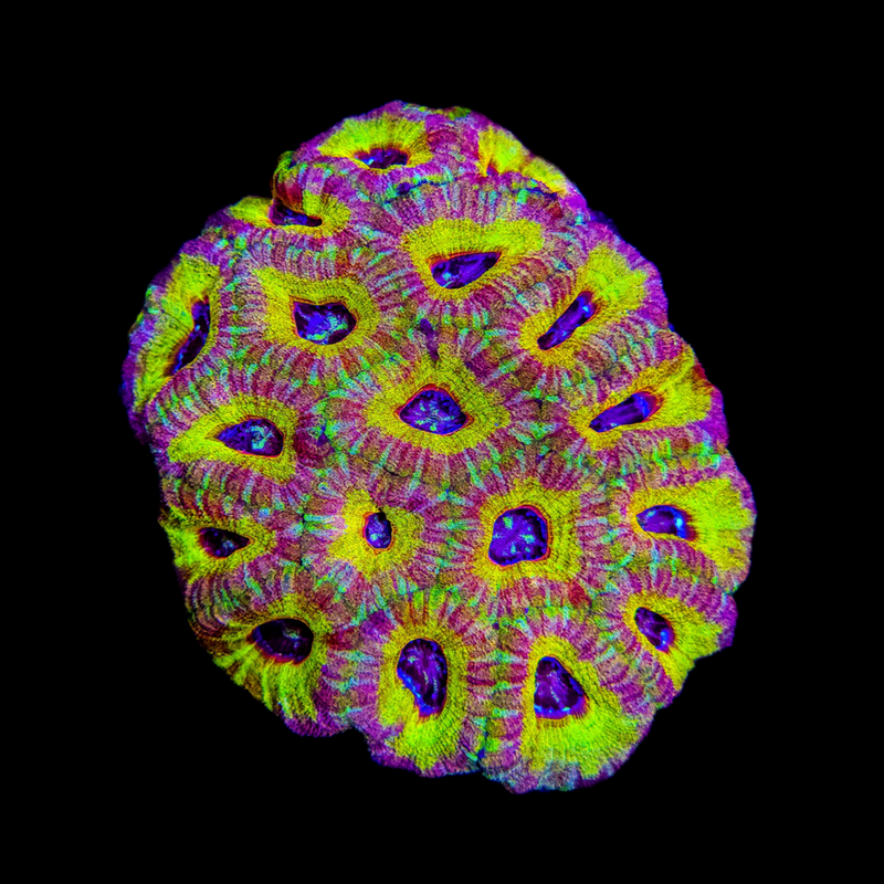 RF Spicy Lemon Indo Acan Lord - AED 450 Per Head