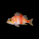 Azuma Anthias (Zalanthias azumanus)