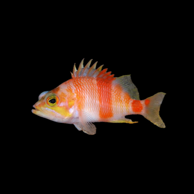 Azuma Anthias (Zalanthias azumanus)